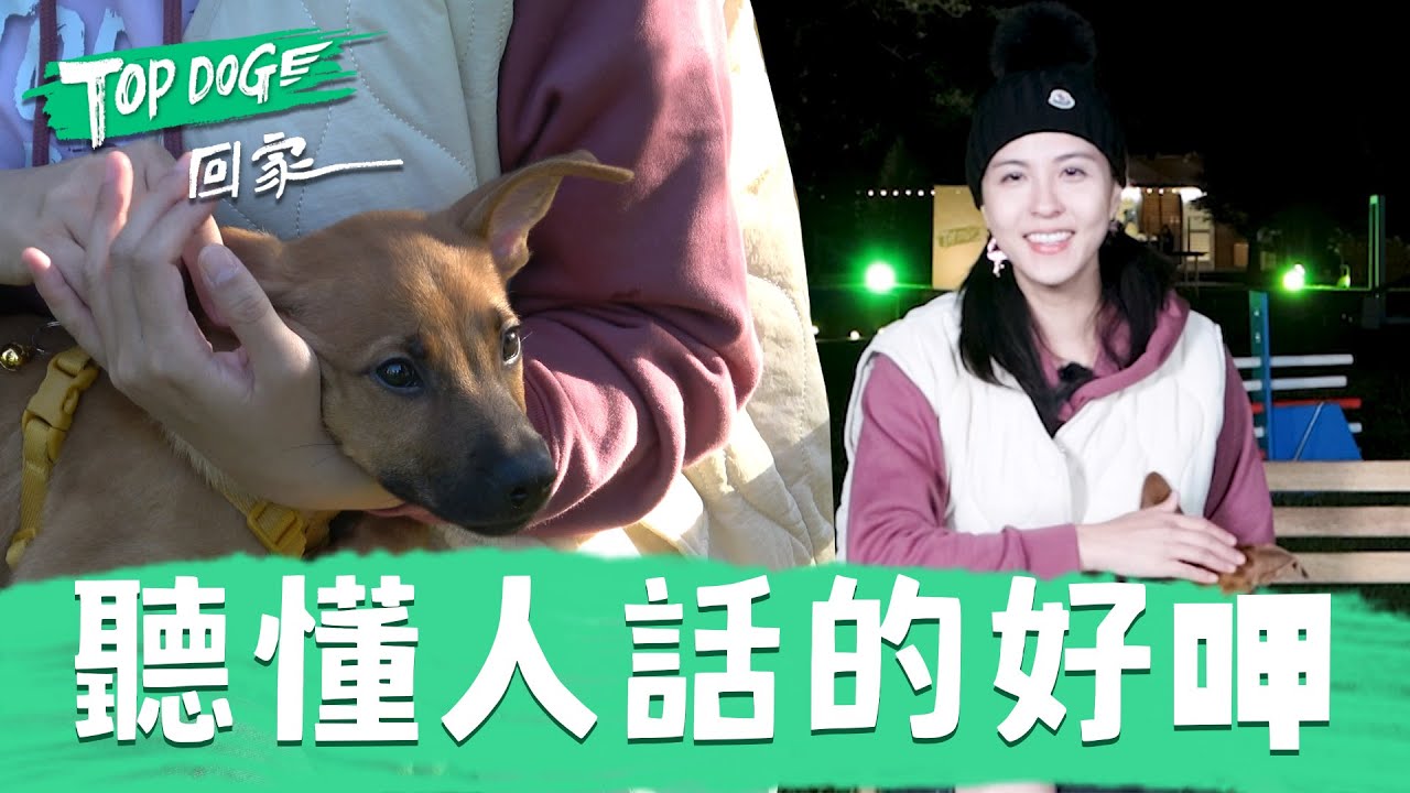 魏蔓談送養不捨淚崩 自嘲是參加戀愛實境秀 被好呷這個舉動秒收服：逼我愛上牠~｜@topdoghome