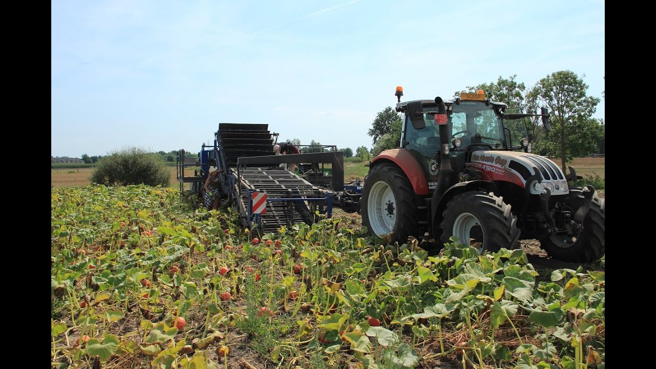 Lemac PO150 pompoen rooier