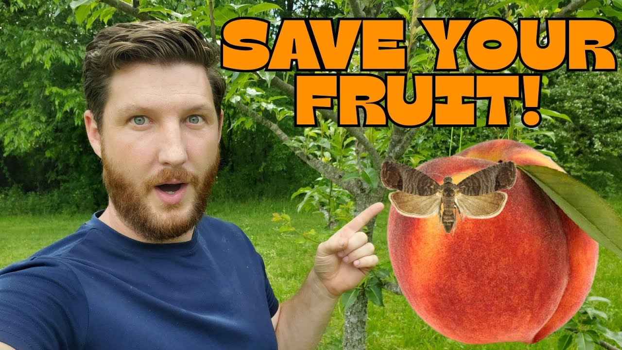 DIY Codling Moth Trap: Simple Trick for More Fruit From Your Orchard