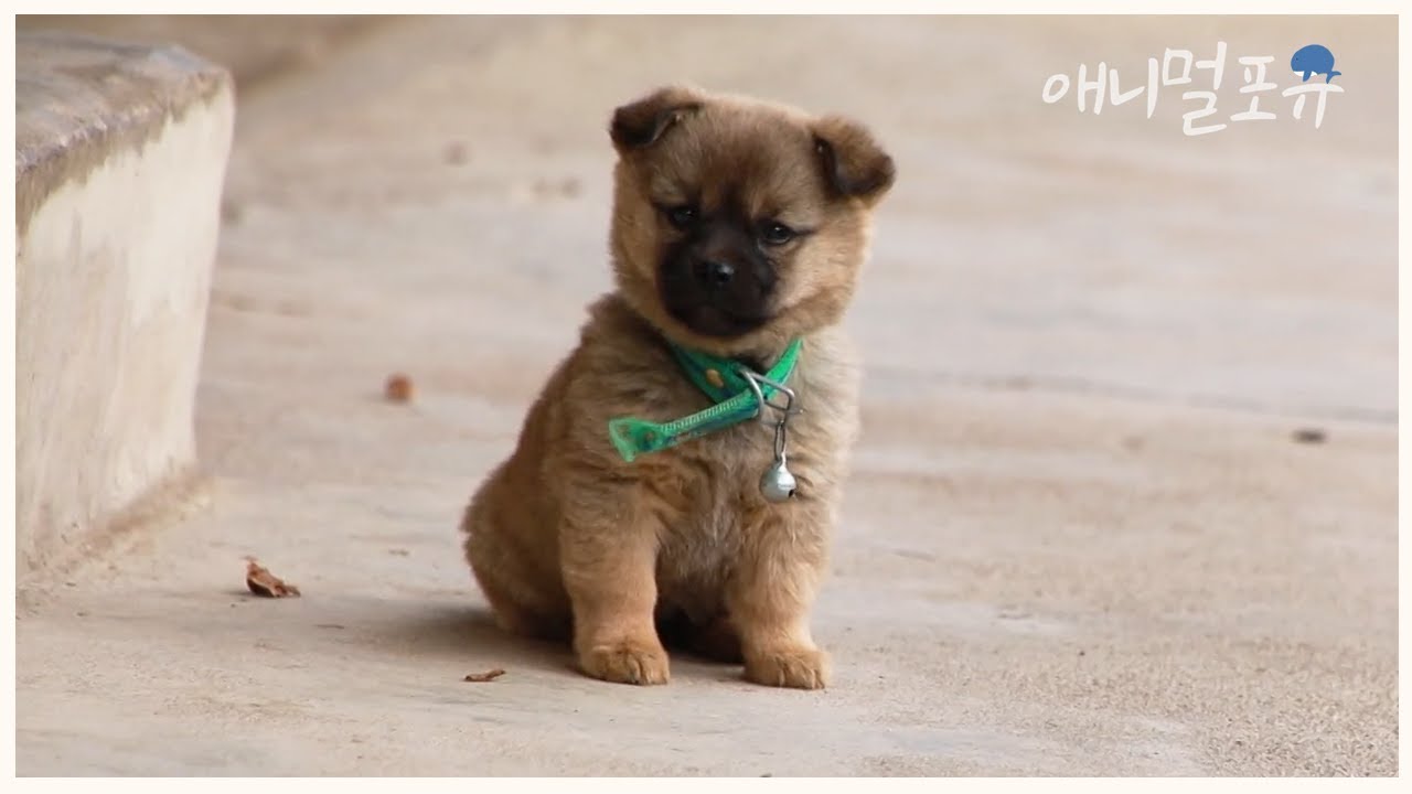 시골 똥강아지 앵두🐶, 할아버지가 직접 만드신 새 집에 입주하다! 🏡 | KBS 남도 지오그래피 211206 방송