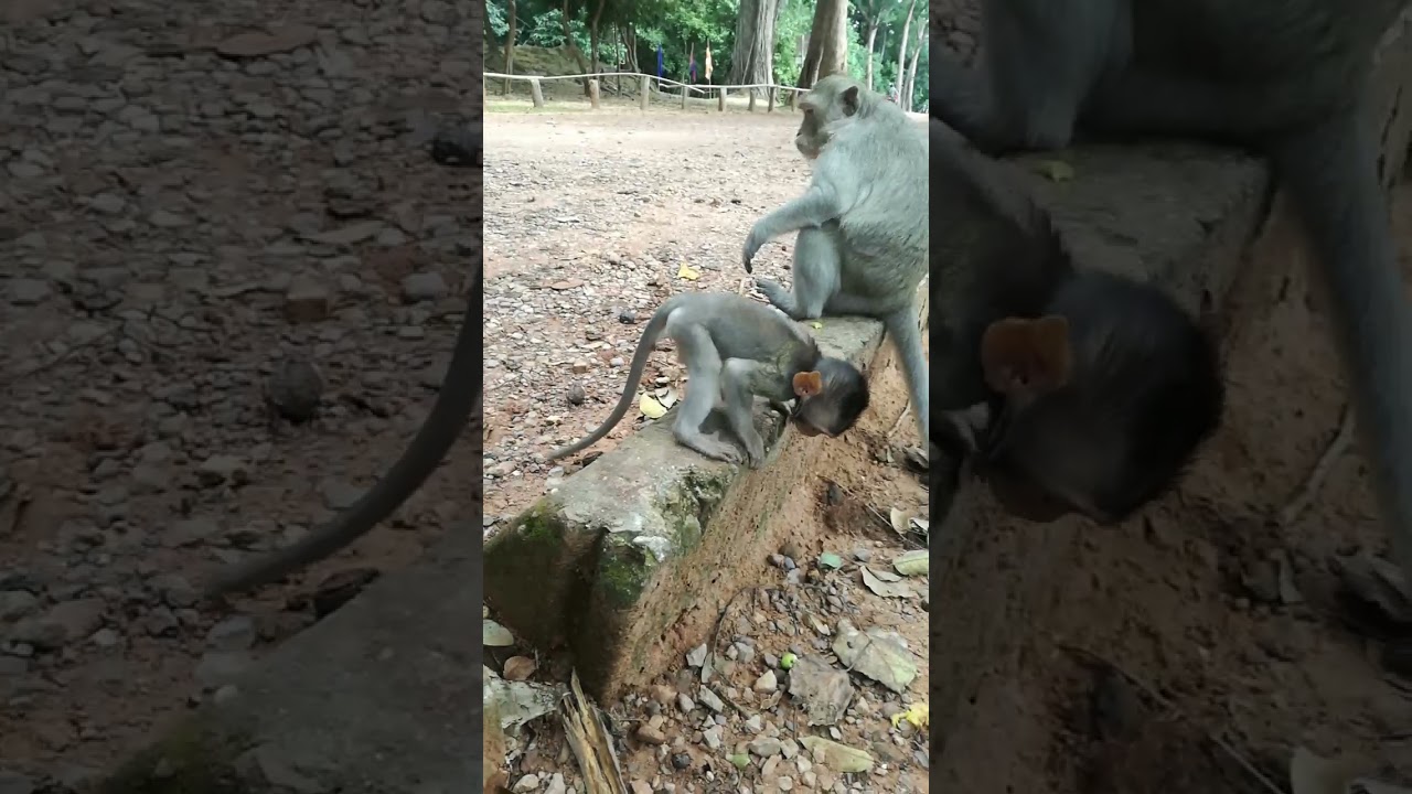 #short, the baby monkey Cinn is so active 💖.she eating the lotus fruit 💖