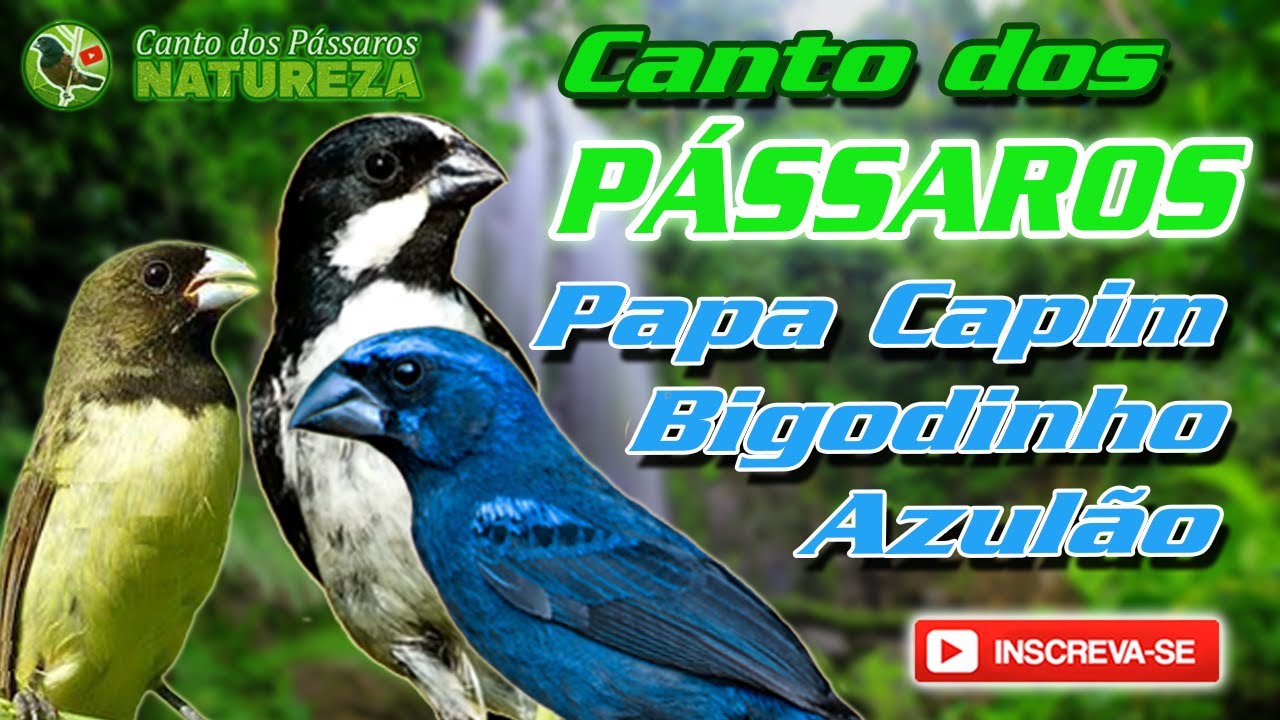 AZULÃO, PAPA CAPIM E BIGODINHO (com som de água para relaxar).