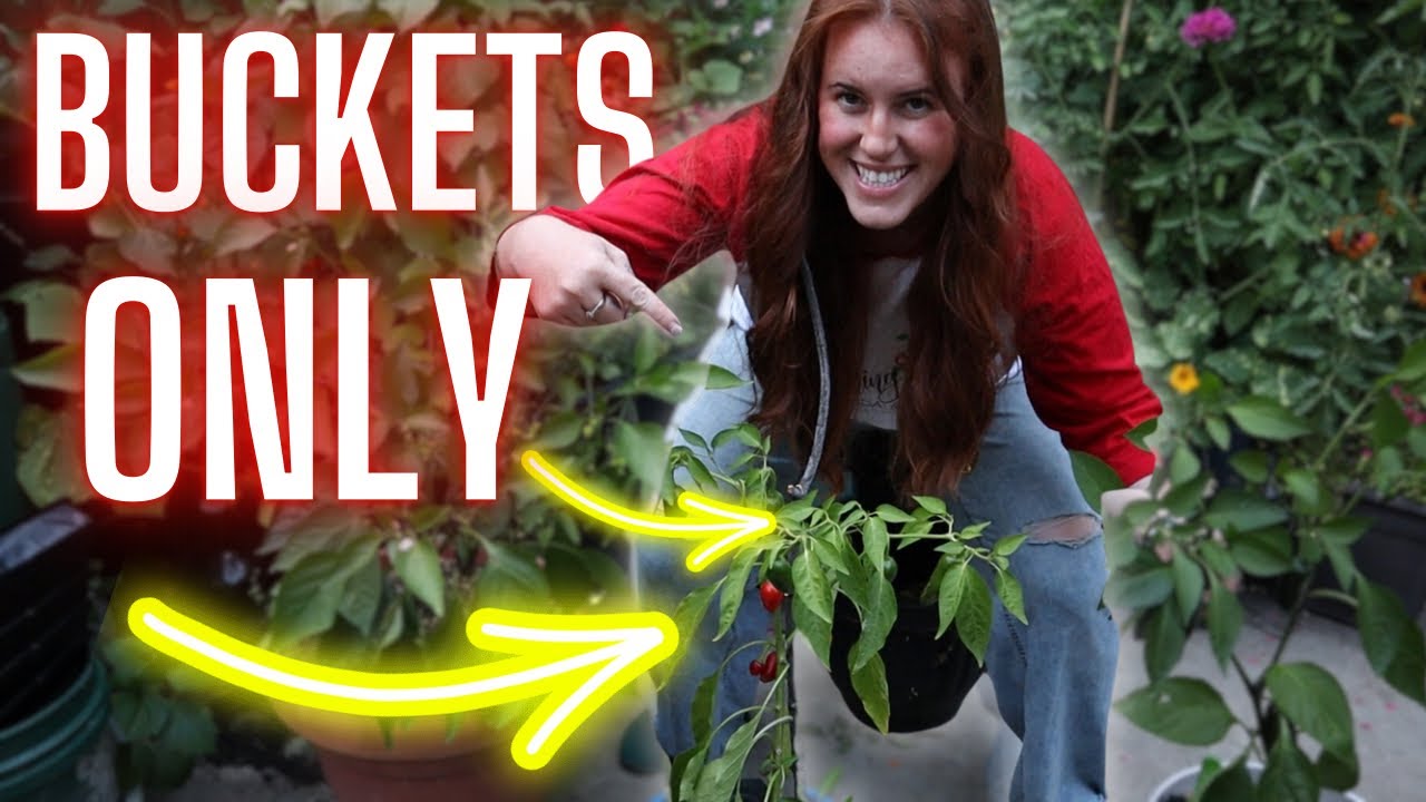 Pepper SUCCESS In Cold Climates! The Key Is This!