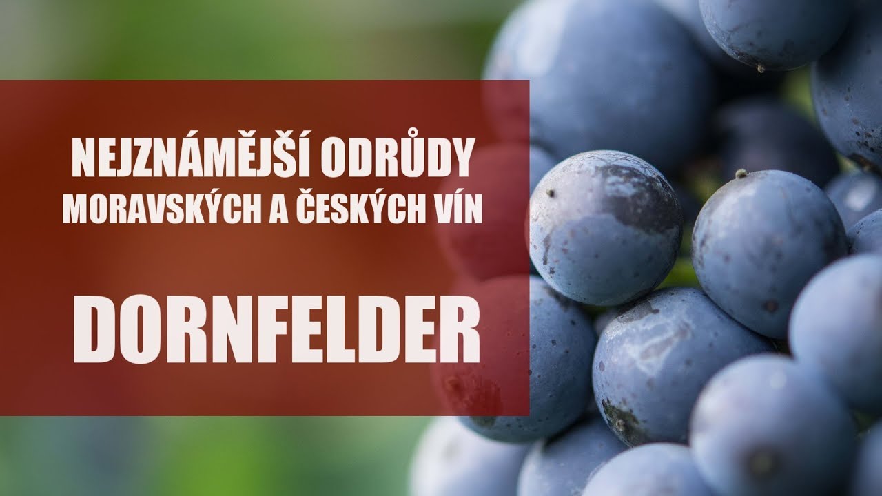 Odrůdy našich vín - Dornfelder