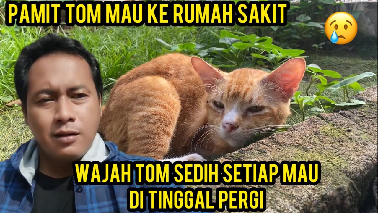 Kucing Tom Sedih Mau Di Tinggal Ke Rumah Sakit..‼️