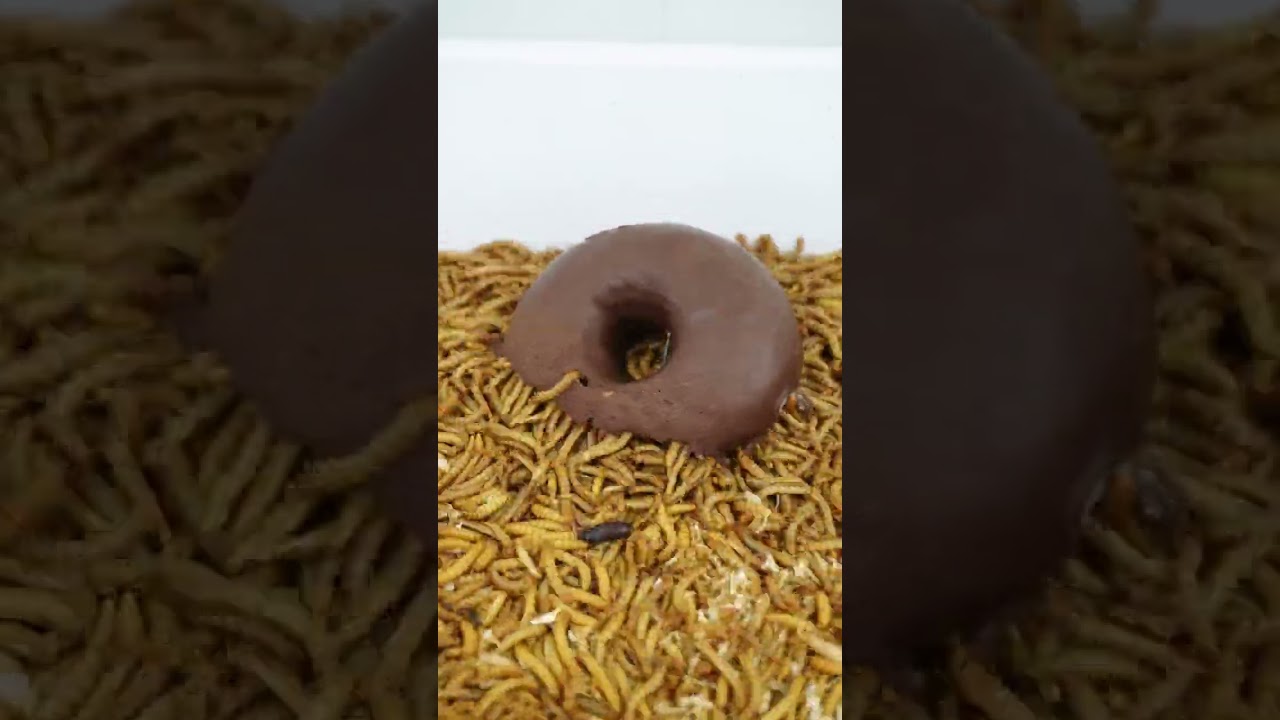 Tenebrio 🐛 vs Donut 🍩
