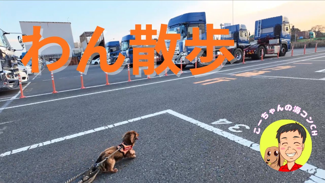 【ワン散歩】D突をお散歩。今日のD1は…。カーブはゆっくり！