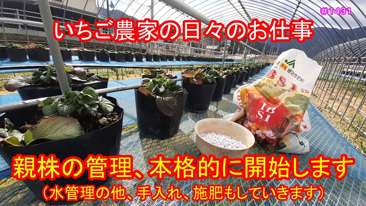 親株の管理、本格的に開始します（水管理の他、手入れ、施肥もしていきます）　いちご農家の日々のお仕事　＃１４３１