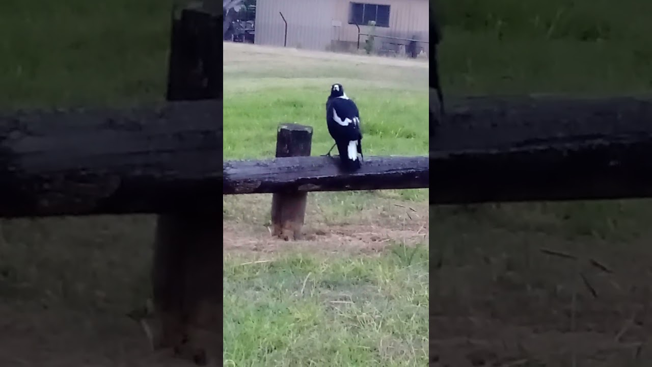 This Magpie Seems To Be Calling Someone... Their Partner? Their Mother Idk