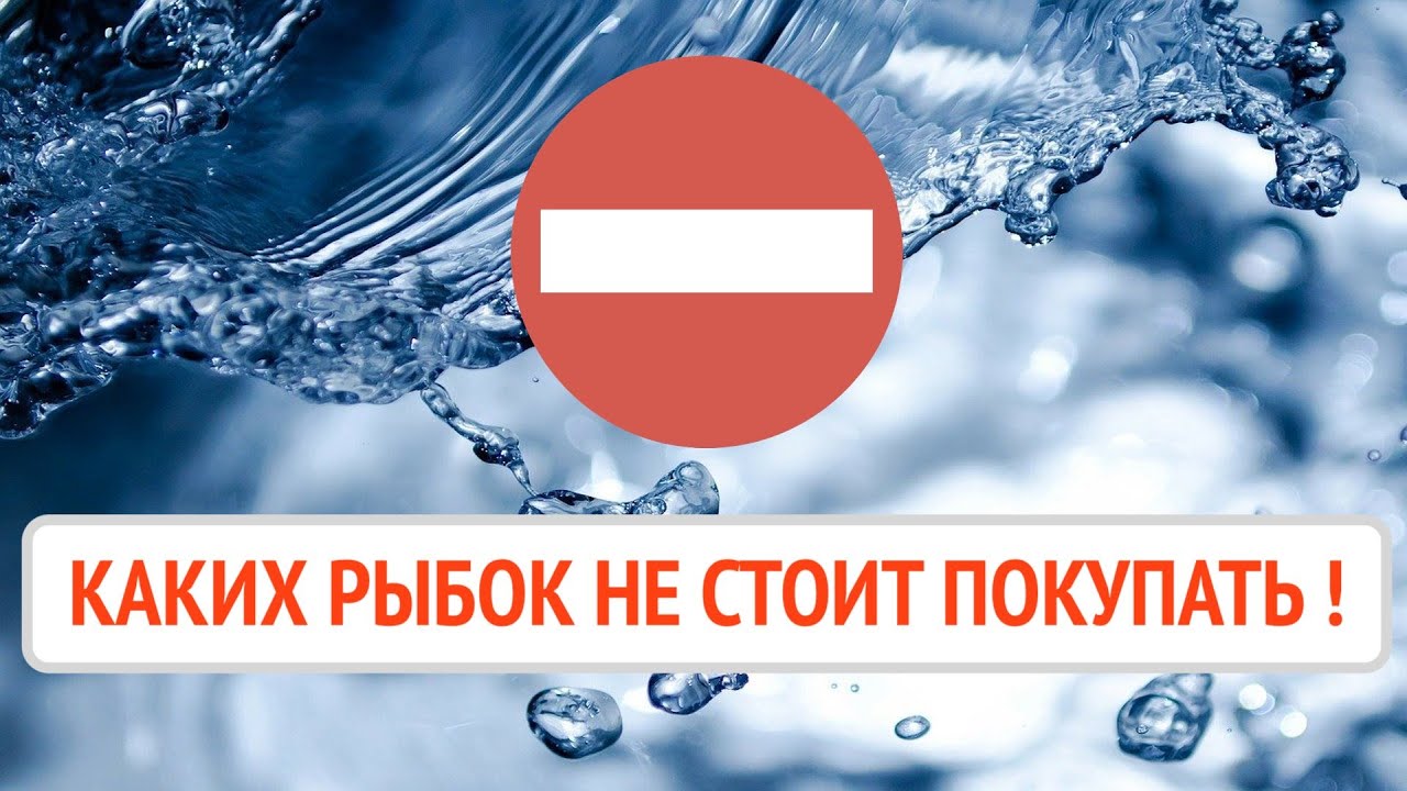 Каких АКВАРИУМНЫХ РЫБОК не стоит покупать