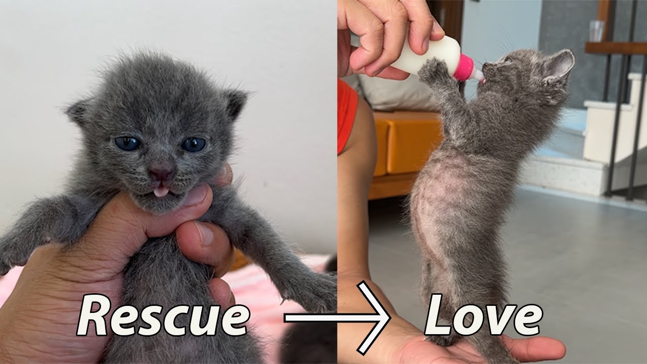 30 Days with Abandoned Kittens: You Won’t Believe Their Transformation