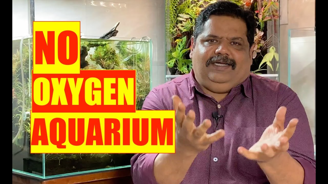No Oxygen Aquarium | Aquarium Air Pumps | Fish Tank Bubbles | Mayur dev Aquascaper 4K