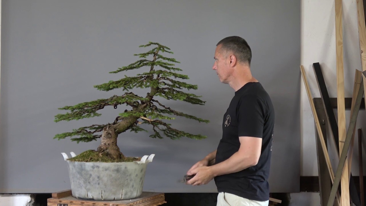 Spruce time lapse