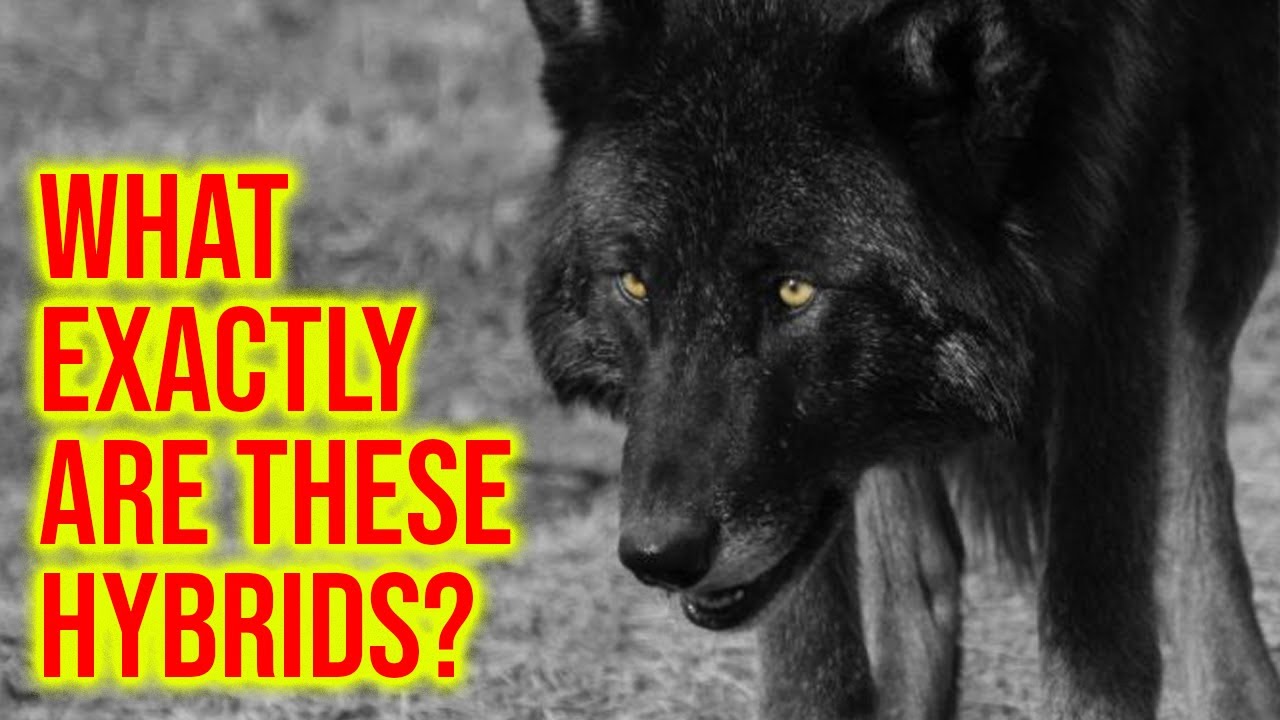 The Wolfdogs; What Exactly Are These Hybrids