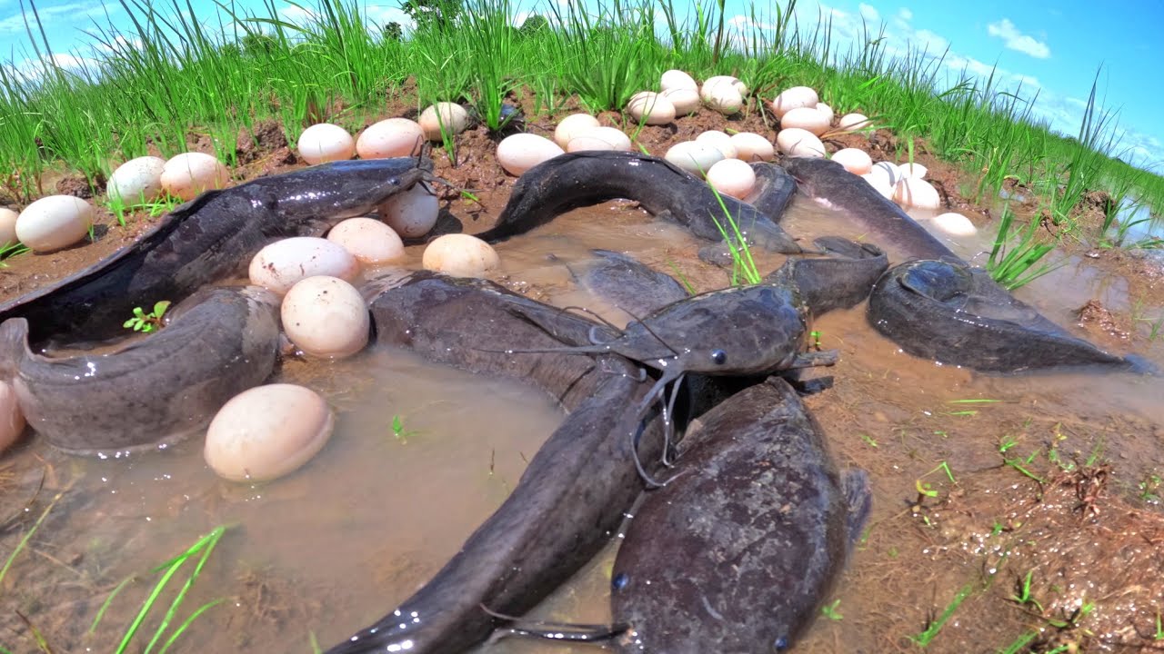 wow amazing fishing, catch a lot of fish in water and pick duck eggs in rice field