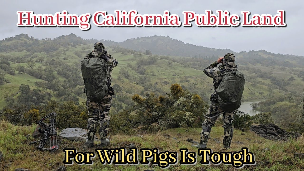 NorCal Public Land Archery Hog Hunt | Yos Npua Teb Nyob Xeev California Nyuab Kawg Le #pighunting