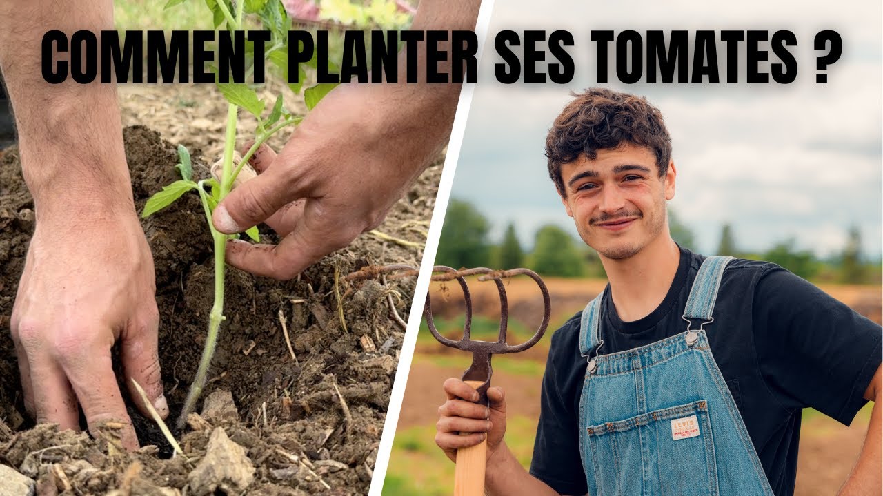 COMMENT PLANTER SES TOMATES ?