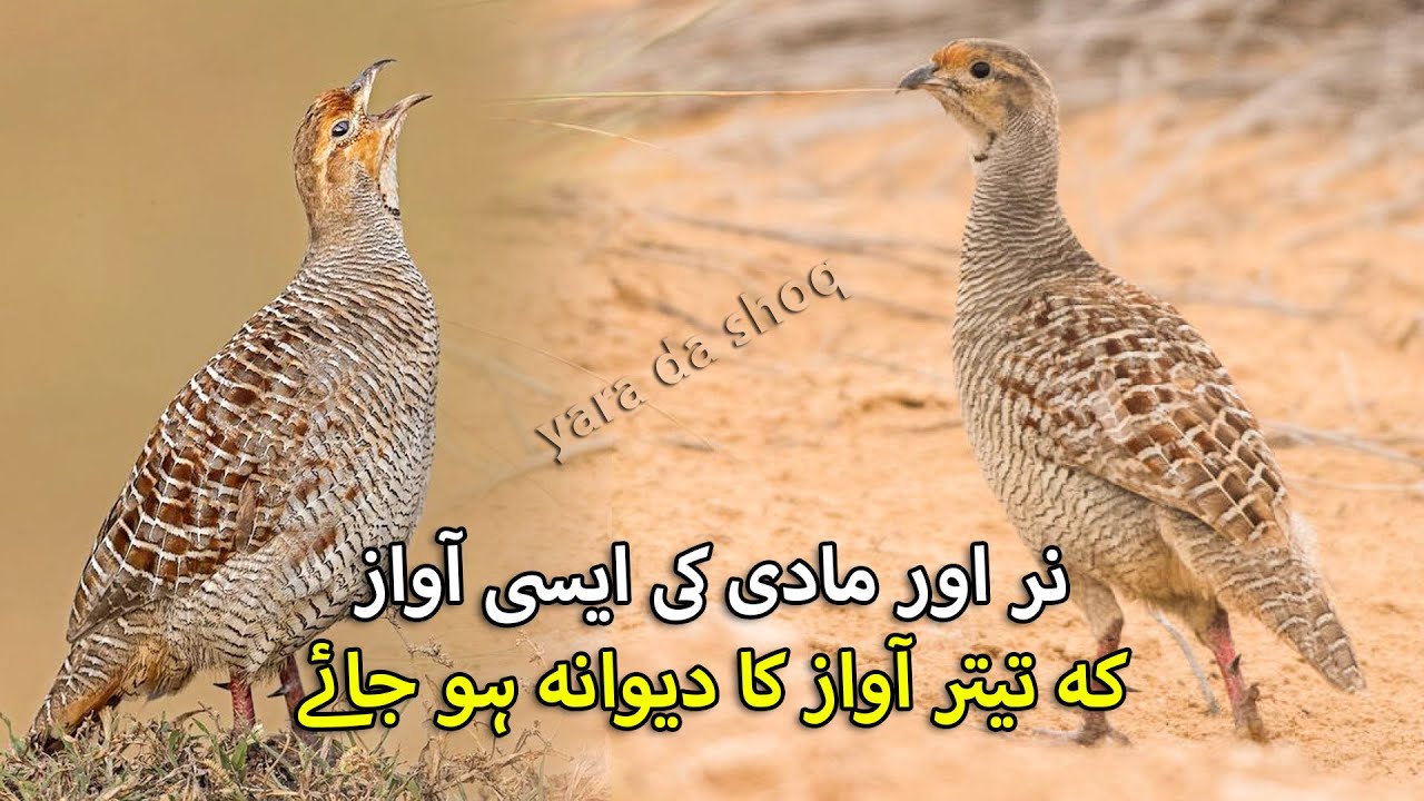 Female Teetar Voice | Grey Francolin Voice | Nar Teetar ki Awaz | Female and Male Partridge Sound