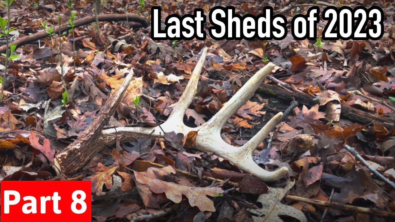 Shed Hunting 2023 - Part 8 Final Sheds of the Year