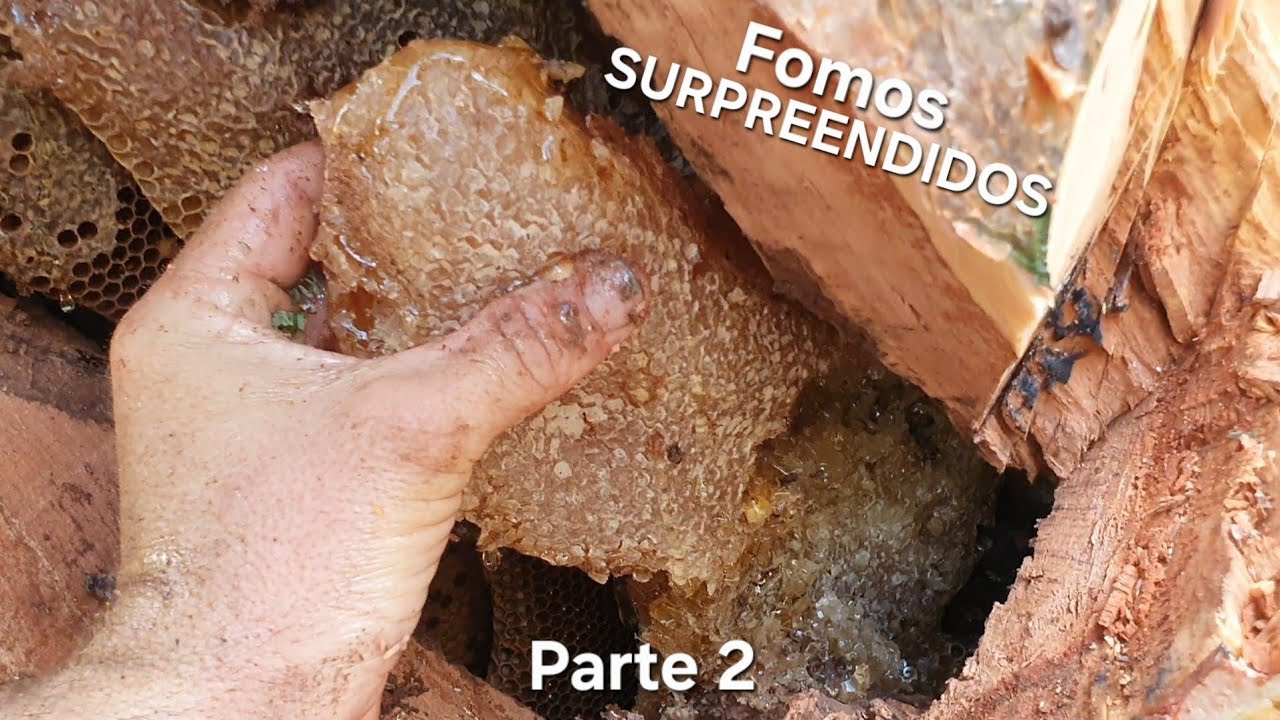 ESSA ABELHA É ENORME E SUPEROU TODAS QUE JÁ TIRAMOS!! 🐝😱