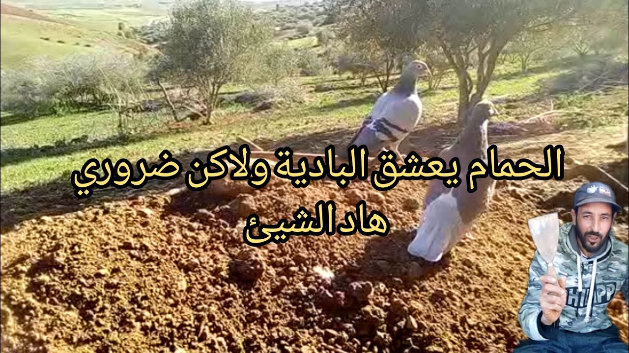 الحمام🕊️ يعشق😍 البادية 🏞️ ولاكن ضروري من هاد الشيئ؟...