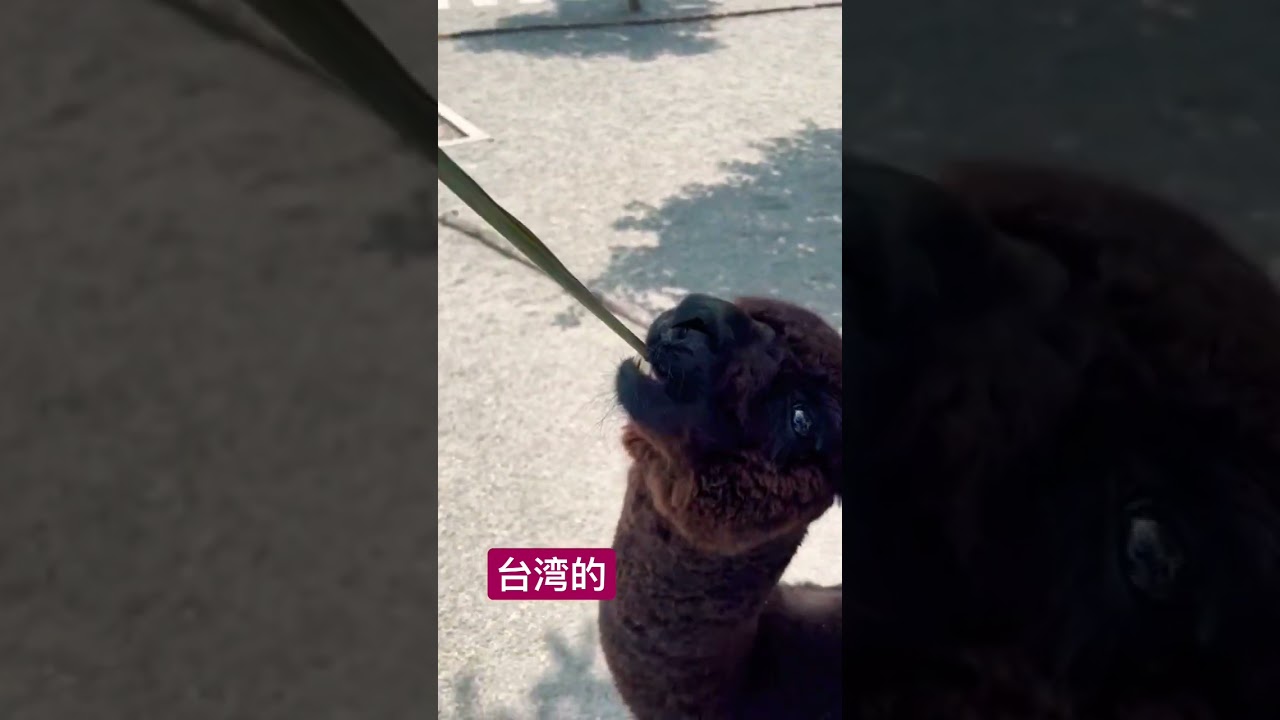 alpaca in Taiwan vs in malaysia #alpaca