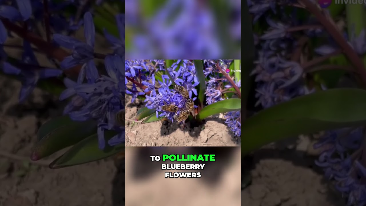 The Buzz About Blueberry Bees- Pollination Secrets Revealed #shorts