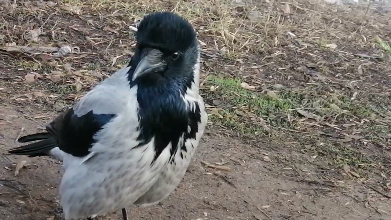 Ворона Толстячок звереет и гоняет молодёжь / Male crow Fatty gets in a battle mode & chases youth 