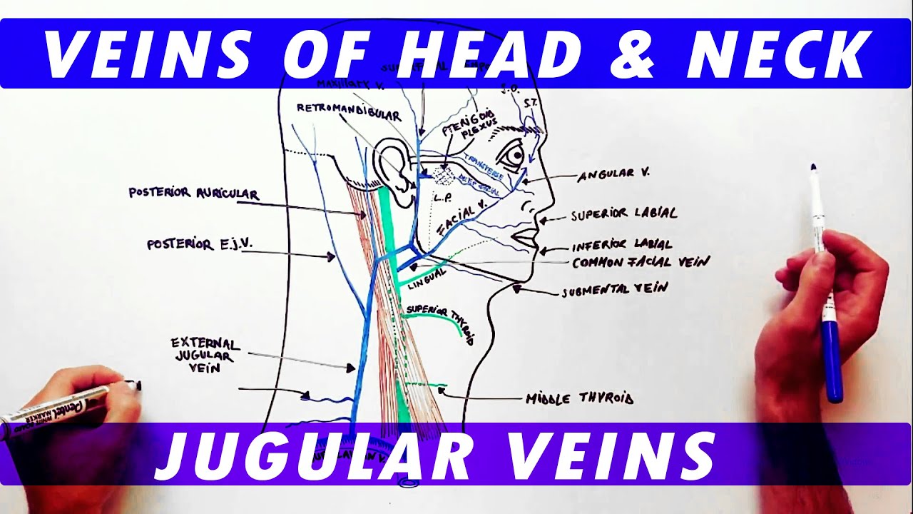Anatomy Tutorial - Veins of the Head and Neck
