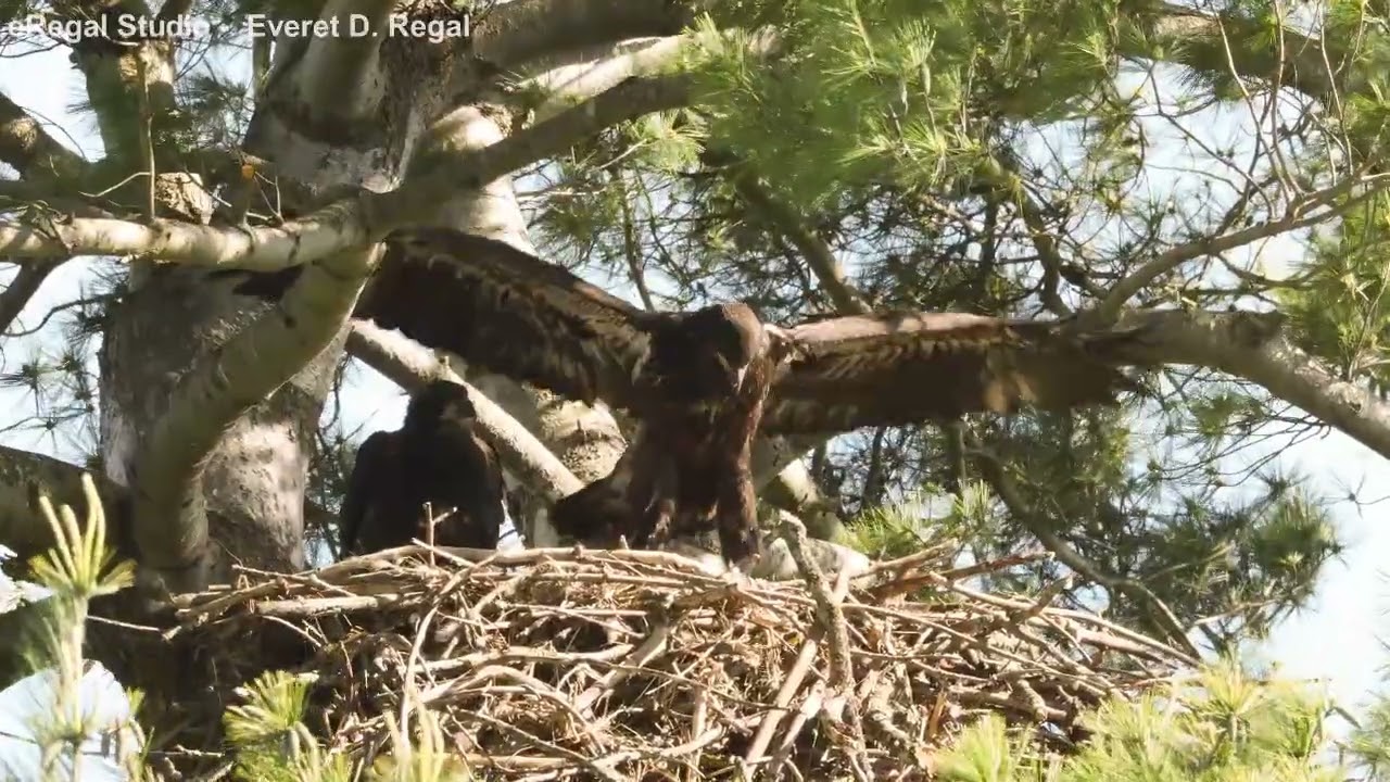 eaglet flapping wings SLO-MO