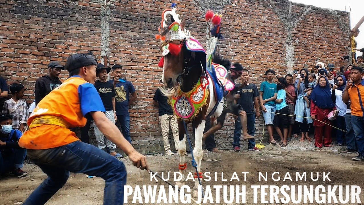 Atraksi Kuda Renggong ngamuk