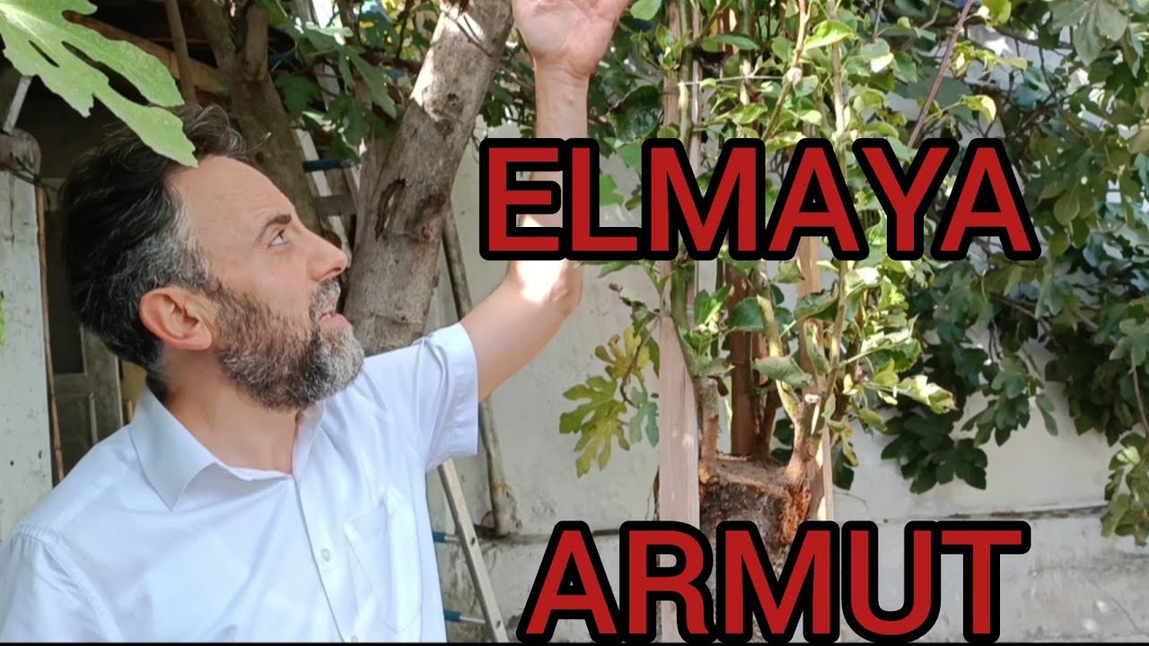 TÜRLER ARASI AŞI.                   ELMA'YA ARMUT GELİŞİMİ               ÇOK GÜZEL