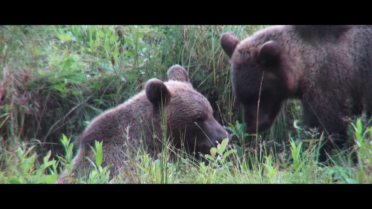 watch out, angela-and-frank movie, bear watching in Estonia, Bärenbeobachtung in Estland, Reisefilm