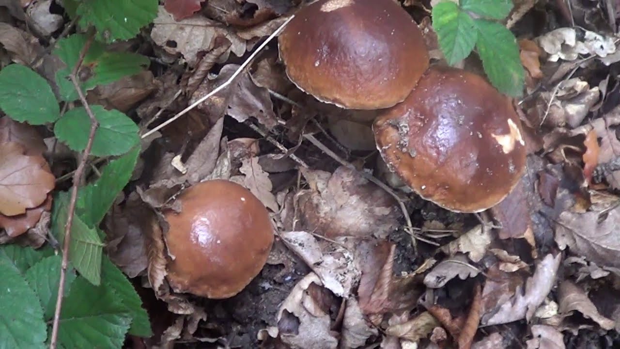 Des cèpes ENFIN, une super sortie !!! 2020