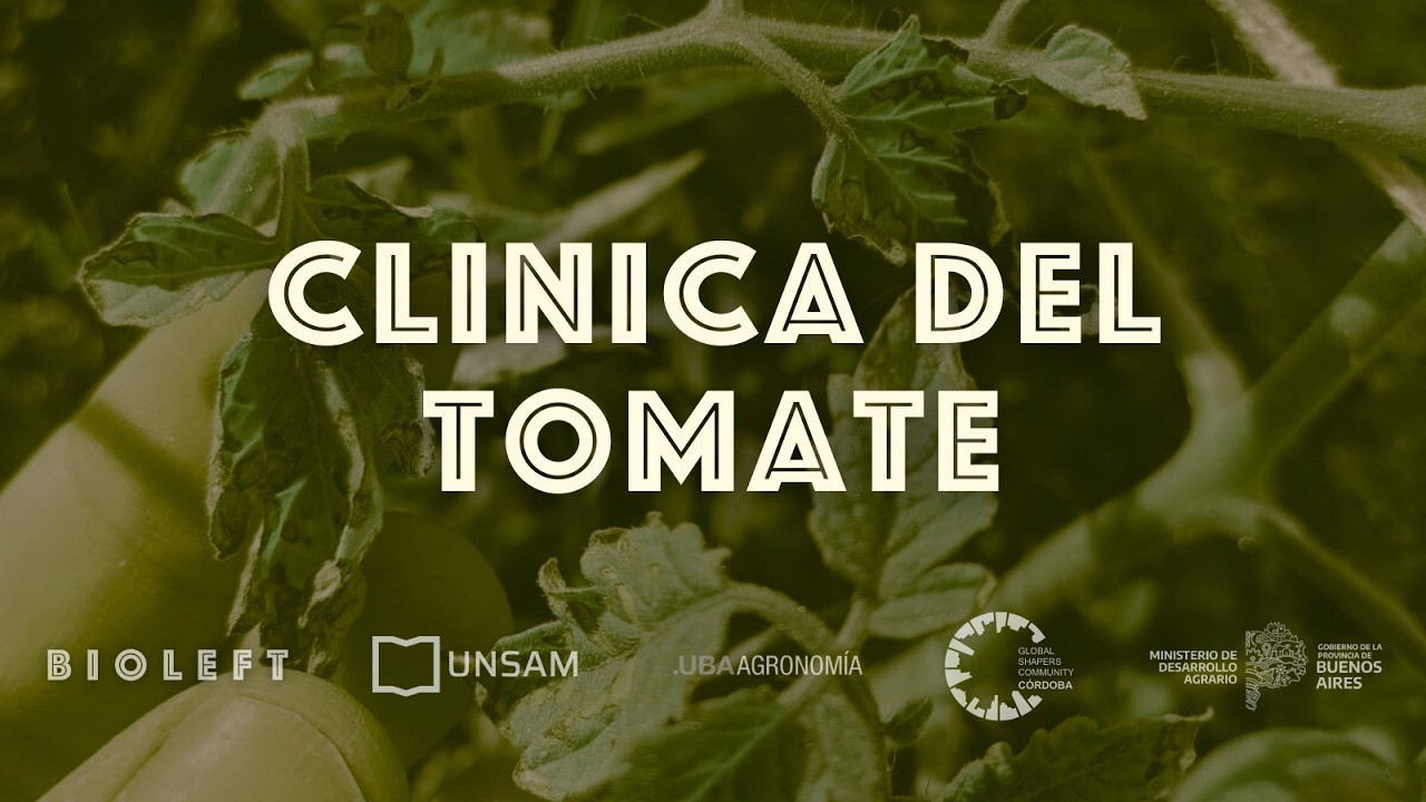 Clínica del tomate: manejo enfermedades, bacterias, hongos y virus.