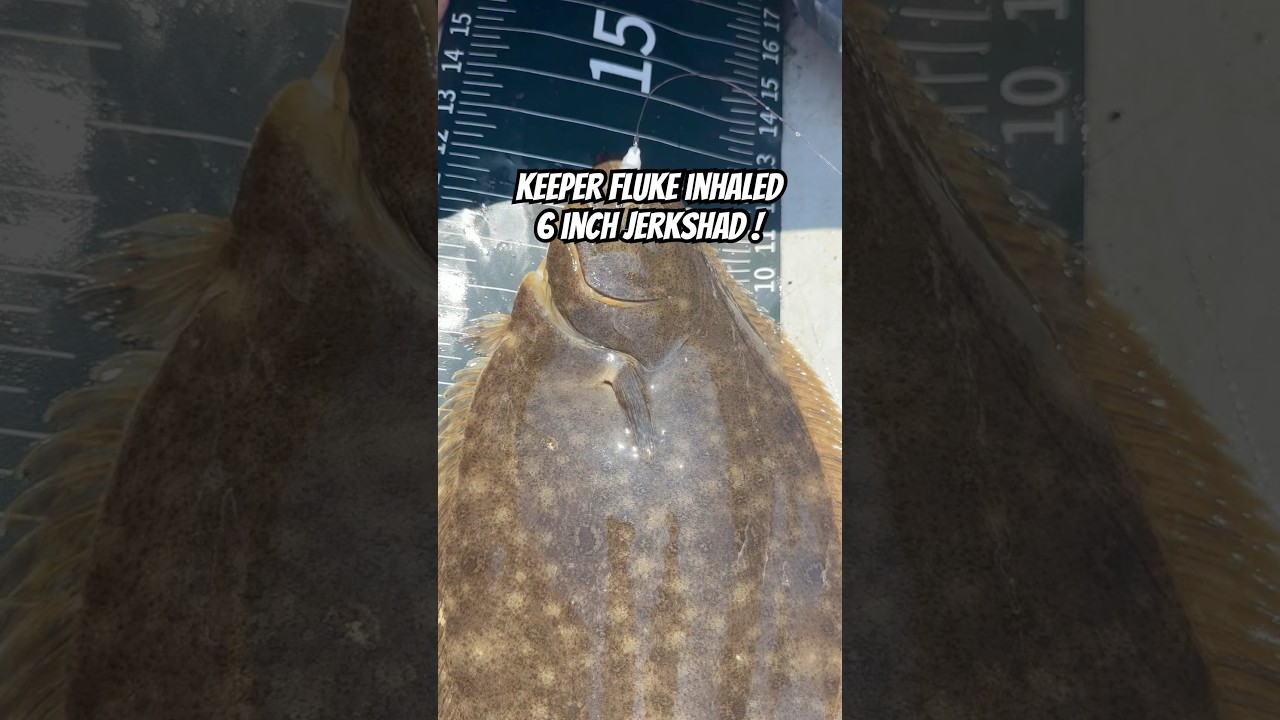 🤌🏼Single jig method is definitely elite for catching keepers #gulp #jerkshad #fluke #fishing