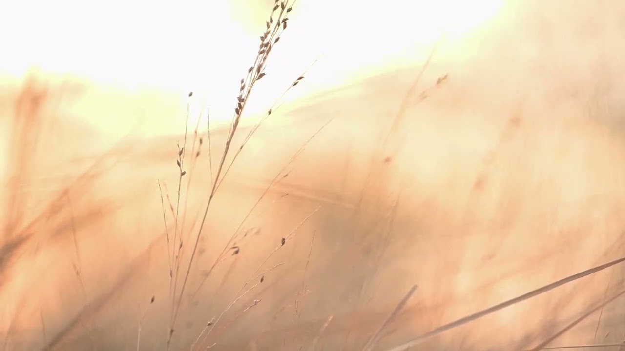 Soft Sunrise | Natural Wind- & Birdsound | Calm Nature Ambience | No Music | No vocals