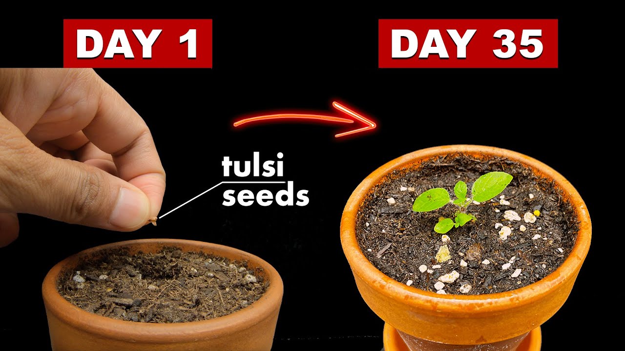 Growing Tulsi/Holy Basil From Seeds - 35 Days Time Lapse