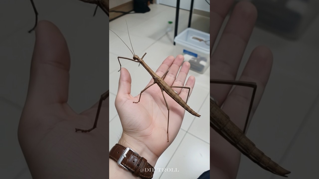 Small To Big Transformation!#animals