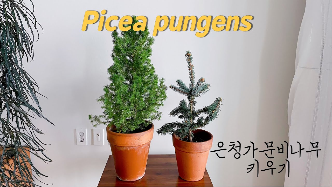 은청가문비나무 키우기ㅣ올해의 두 번째 식물ㅣPicea pungensㅣ은청가문비 후프시ㅣ분갈이ㅣ식물언박싱