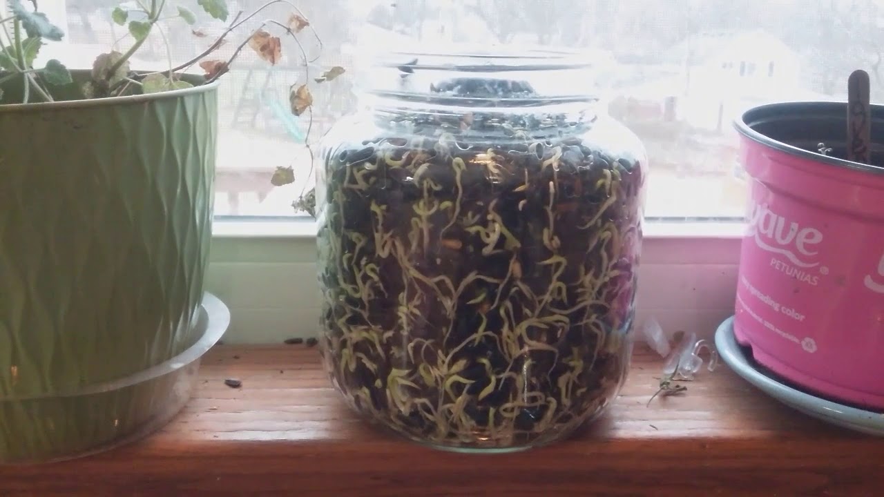Sprouting black sunflower seeds for chickens