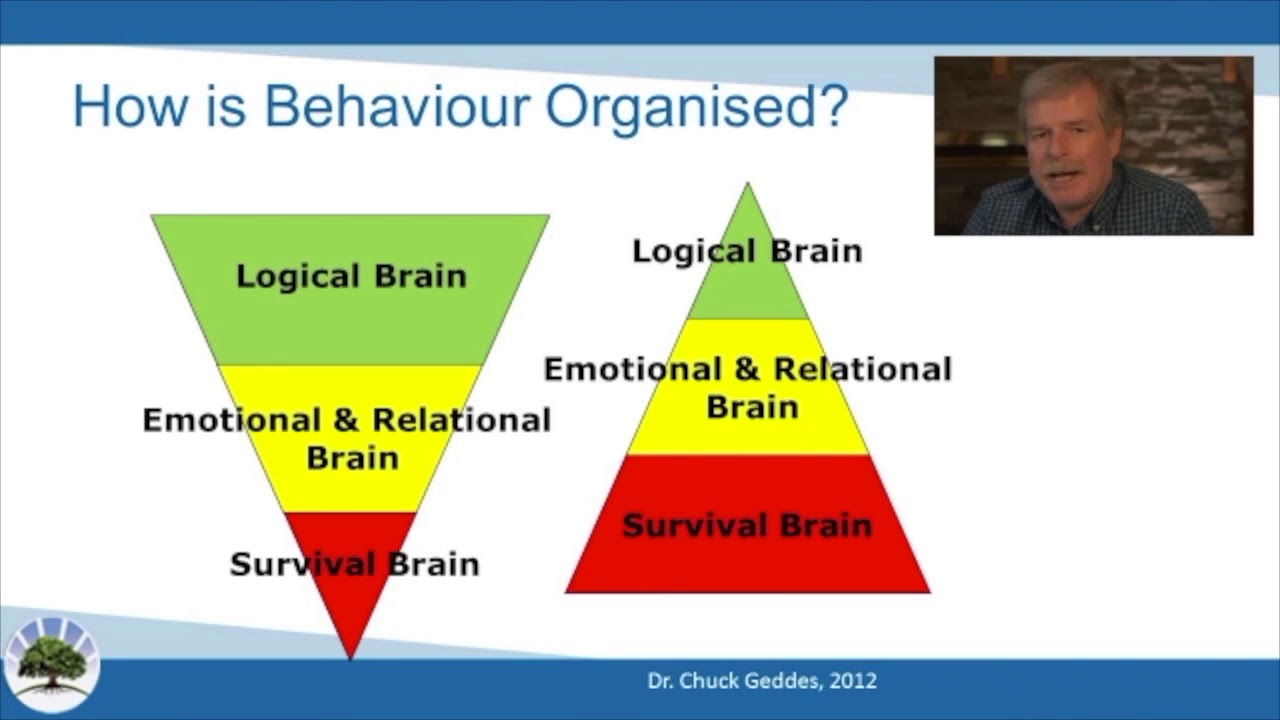 Why Normal Parenting Doesn&rsquo;t Help: How Complex Trauma Changes The Brain | Trauma Resources