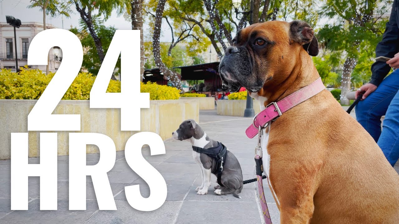 Tus PRIMERAS 24 HRS con un Cachorro Boxer