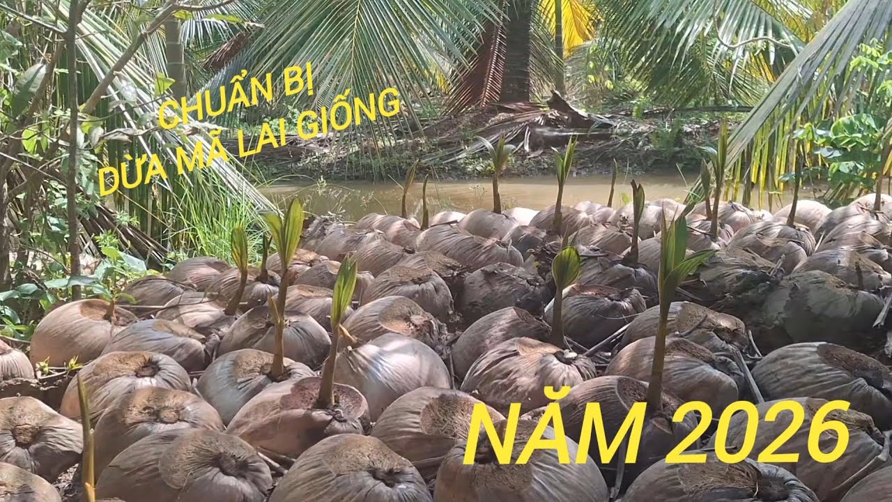 GIAO DỪA MÃ LAI GIỐNG ĐẦU NĂM 2026