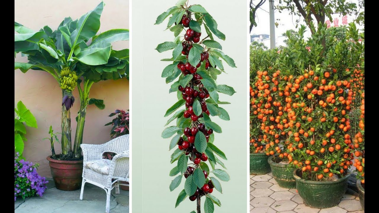 7 Árvores Frutíferas que pode plantar em Vasos Facilmente