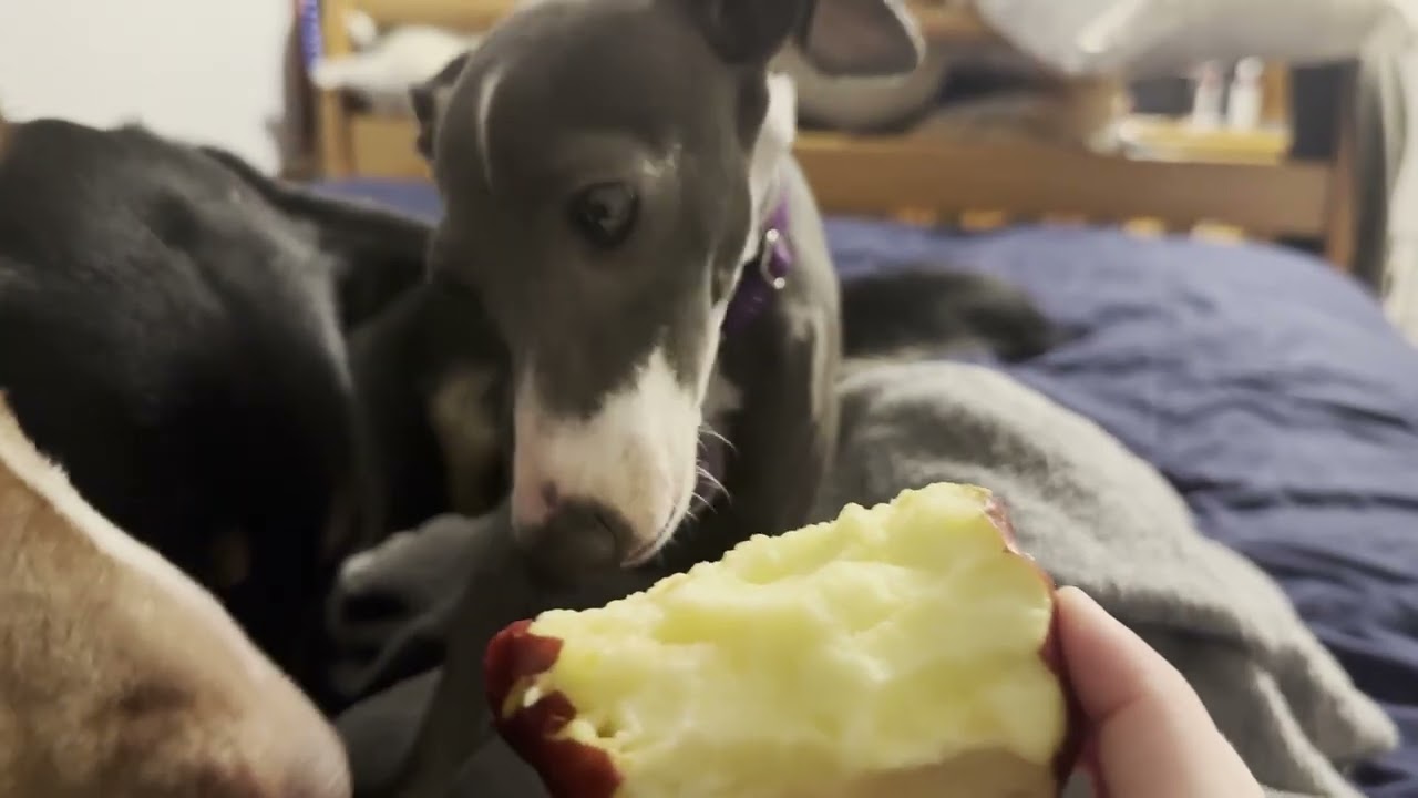 My dogs eat an apple - Liv B.