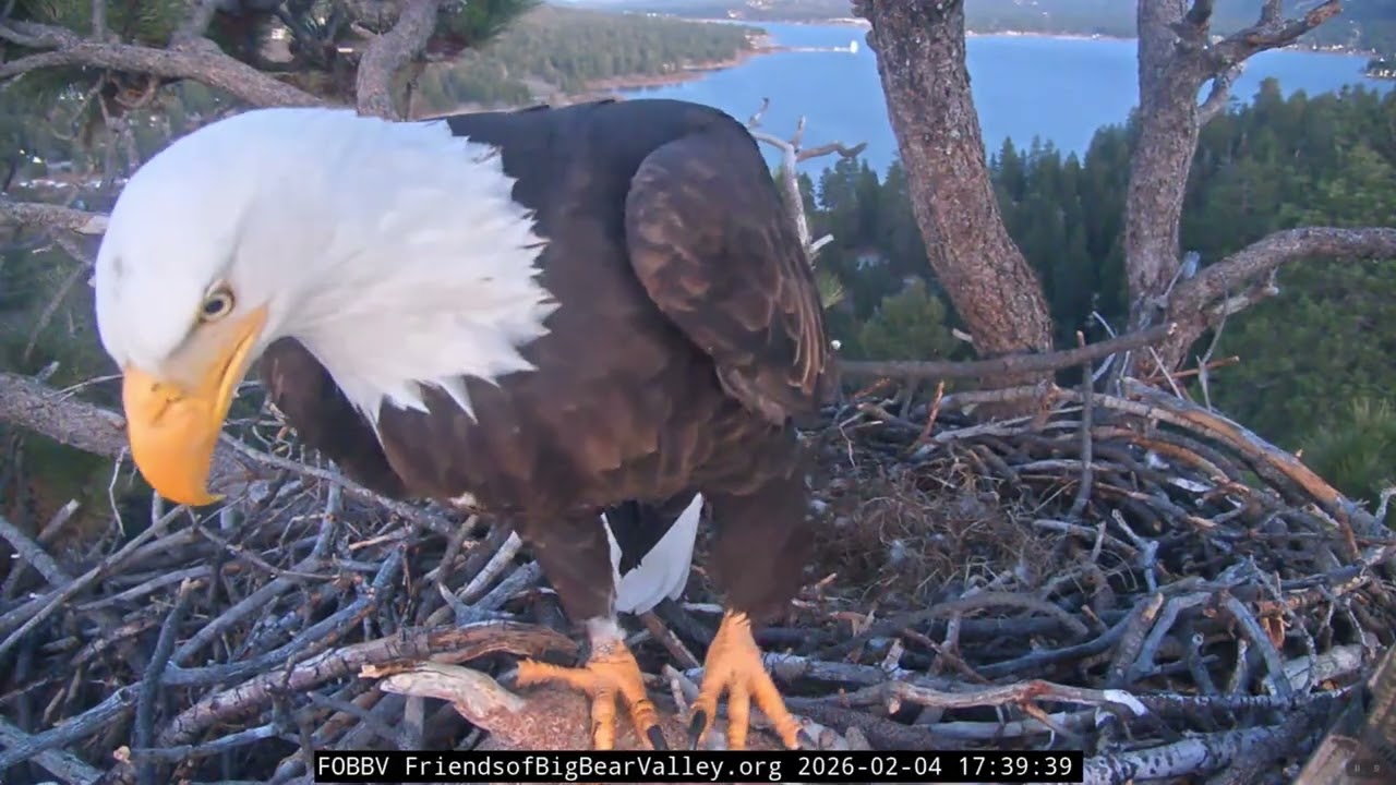 2-4 - 2-5-2026 Sunset nest visits