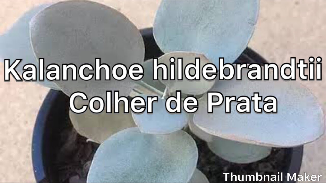 Kalanchoe hildebrandtii - Colher de Prata