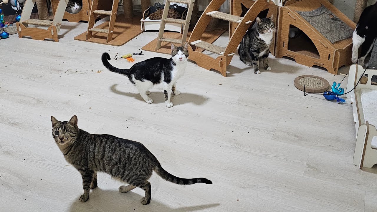 Adorable Paws blind cat shelter