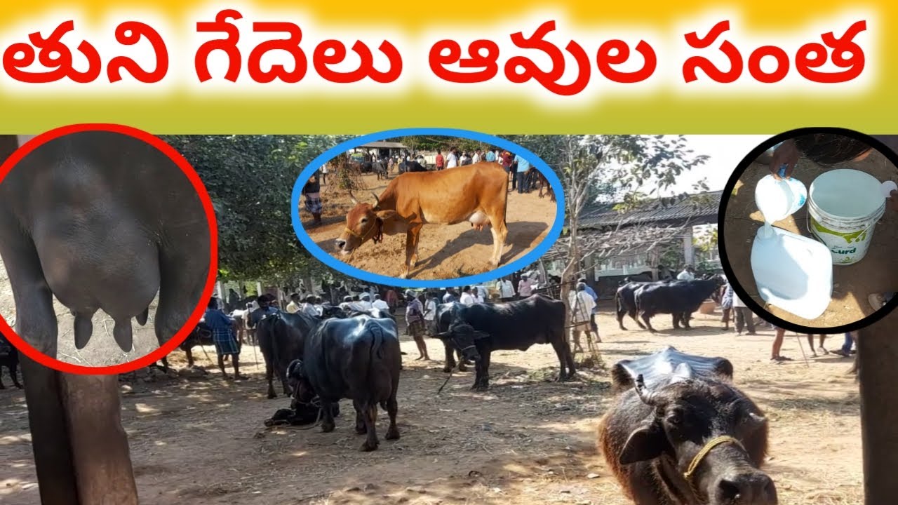 Buffaloes cows market tuni SUNDAY 9848726634 7396146634